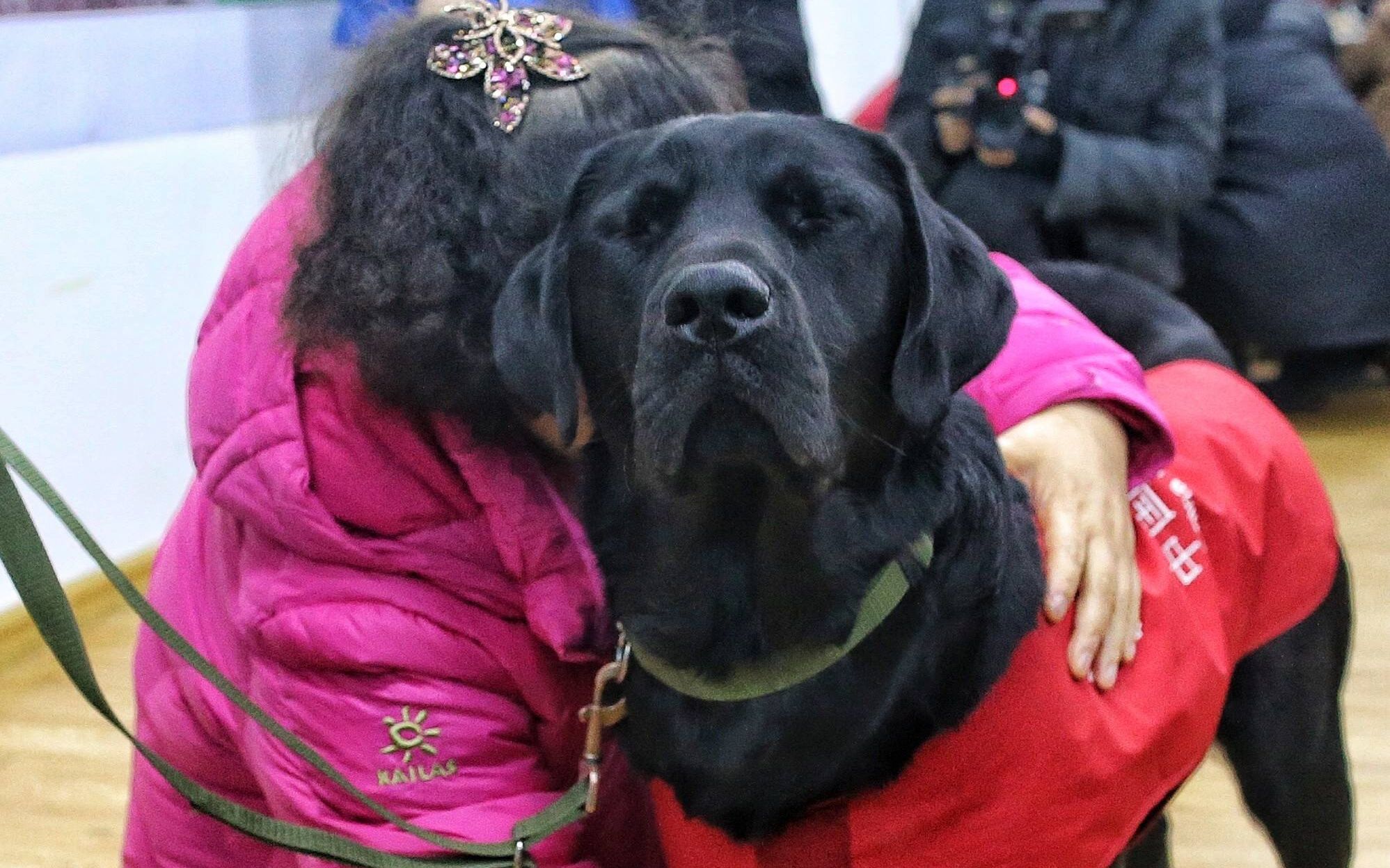 新导盲犬黑萌萌接班珍妮今日抵京为盲人陈燕引路