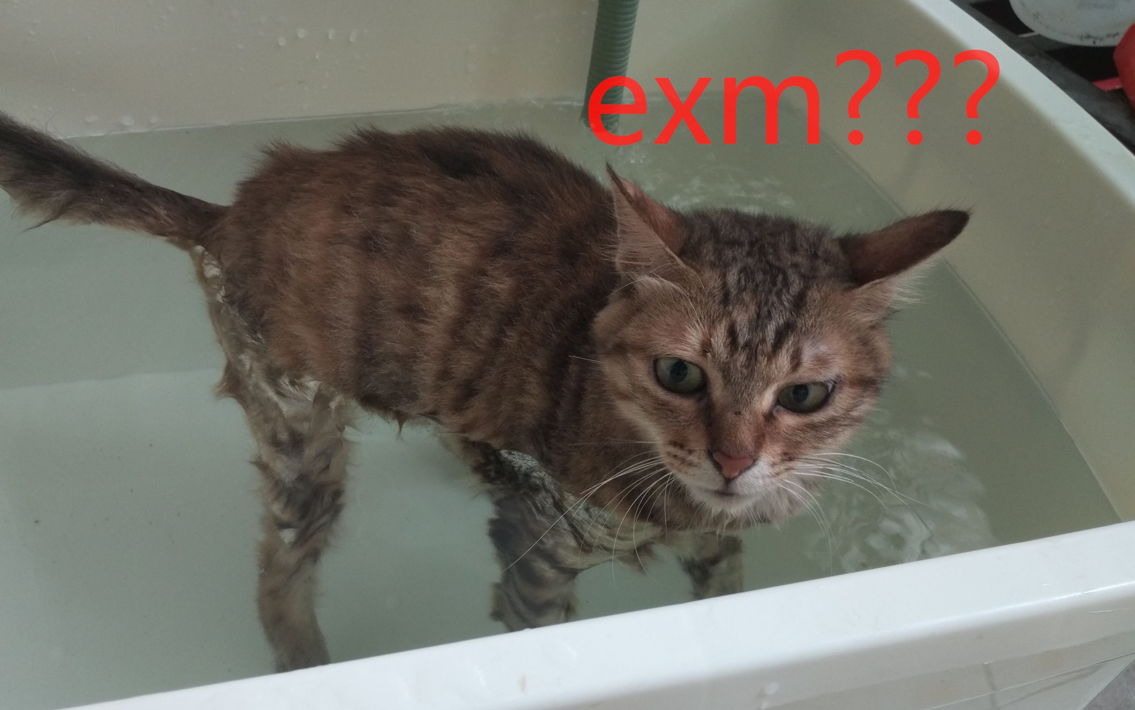 exm?喵星人被水淹没,不知所措.