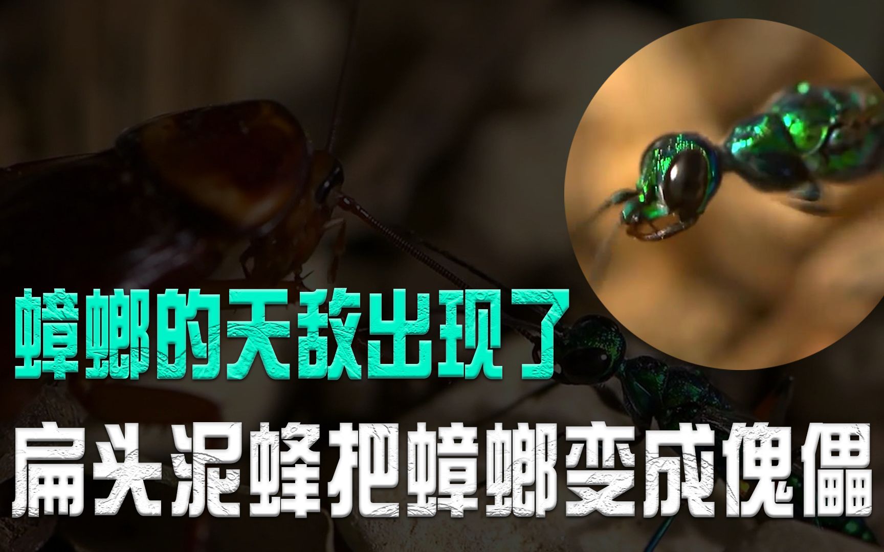 能控制蟑螂大脑,把它变成傀儡的扁头泥蜂,是怎么做到的?