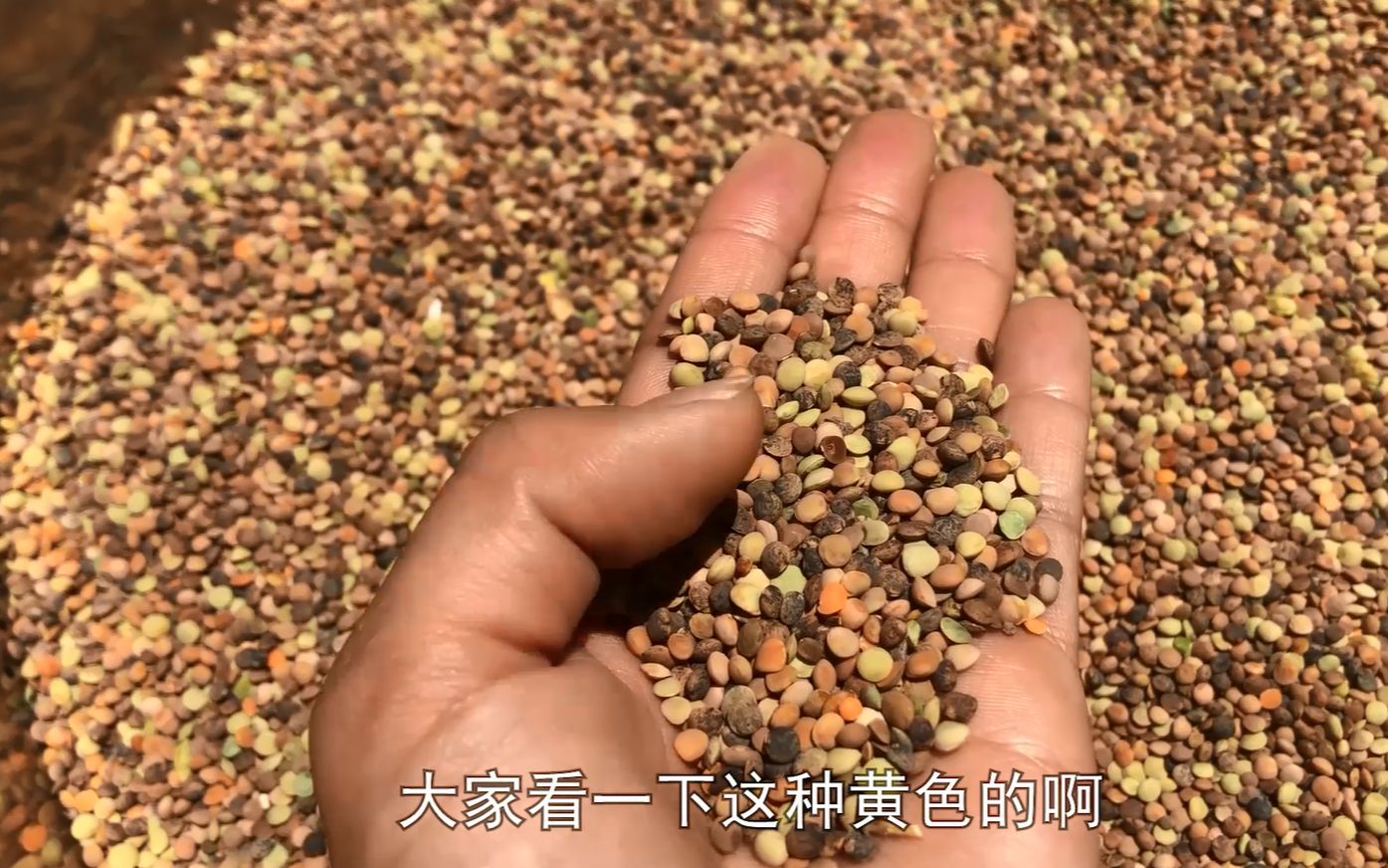 云南特色农作物鸡豆长啥样?五颜六色模样虽丑,做出凉粉味道一绝!