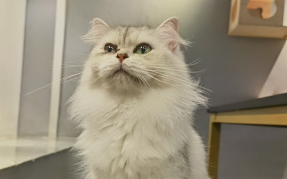 是人形猫薄荷一枚呀