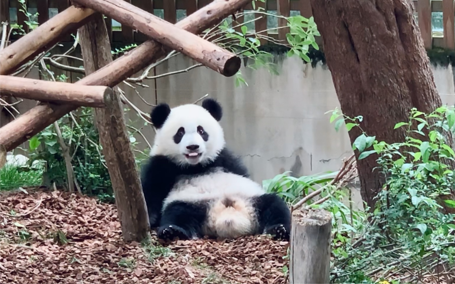 【大熊猫福多多】浅爬一下小树惊艳你们一哈,手滑那段麻烦掐掉