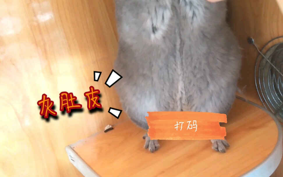 [龙猫颜色品种对比]紫灰和纯紫区别哔哩哔哩bilibili