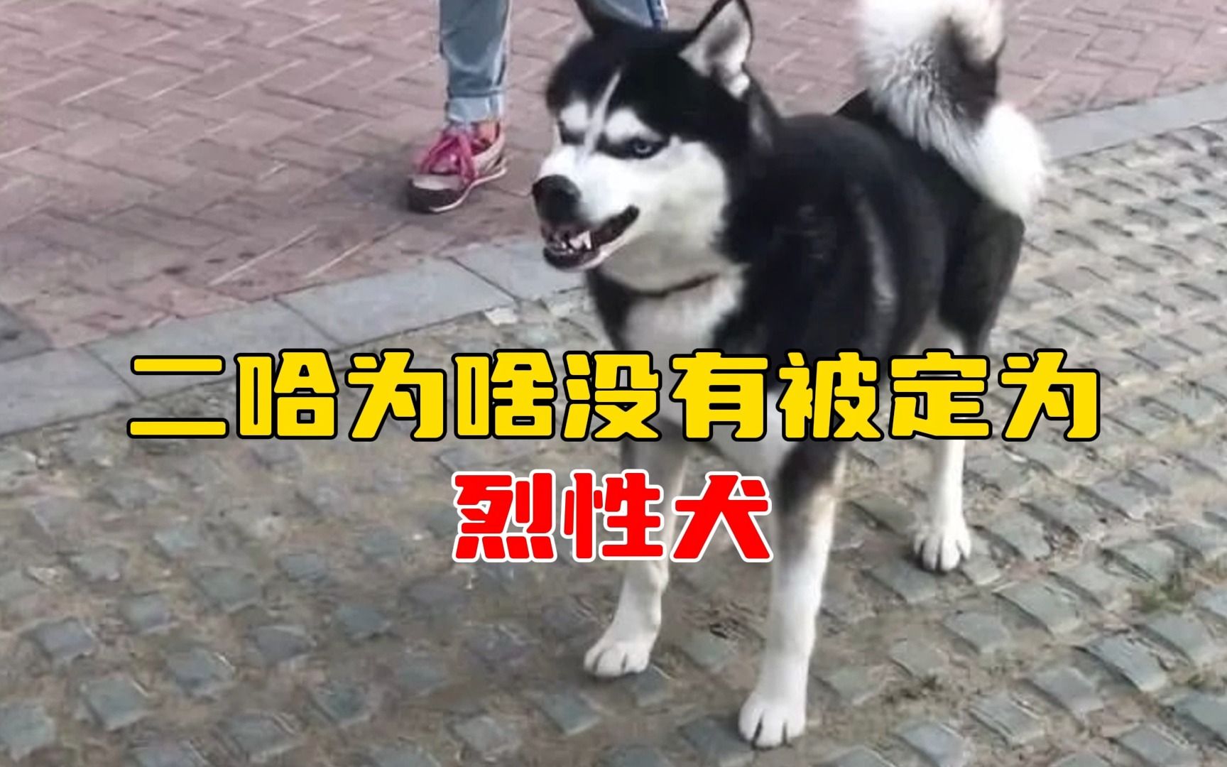 二哈为啥没有被定为烈性犬?看看它们对待布老虎的方式就知道了!哔哩哔哩bilibili