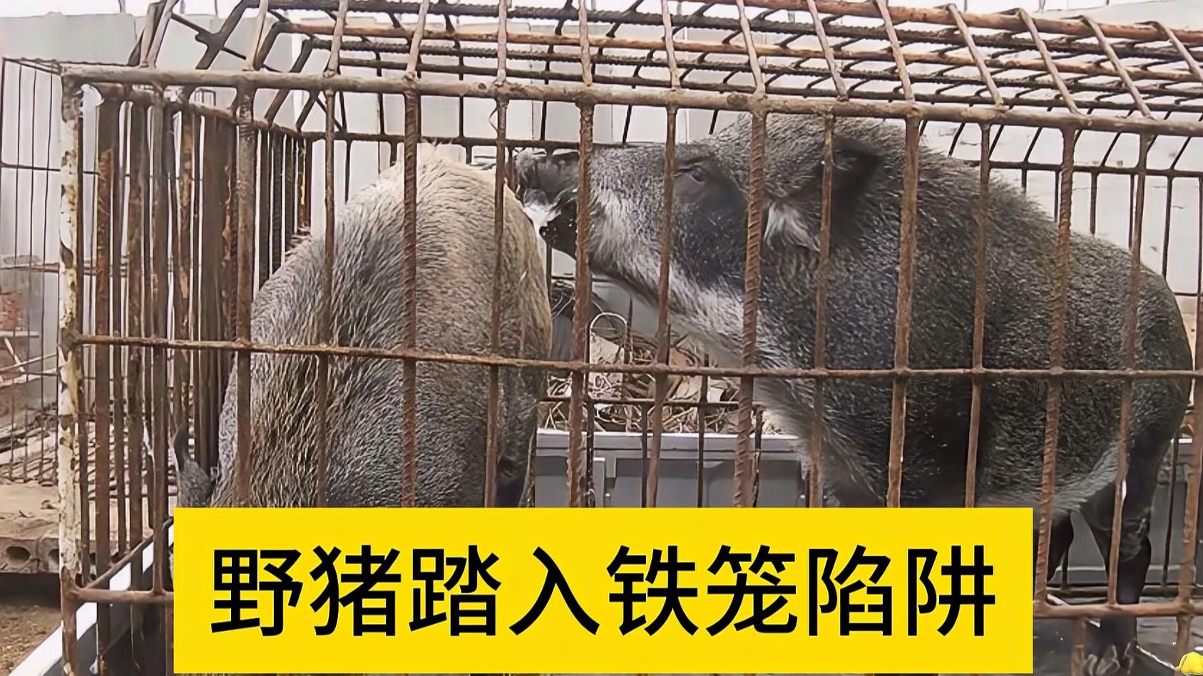 猎人布置铁笼陷阱,诱捕贪吃的野猪,最终野猪还是没能忍住诱惑