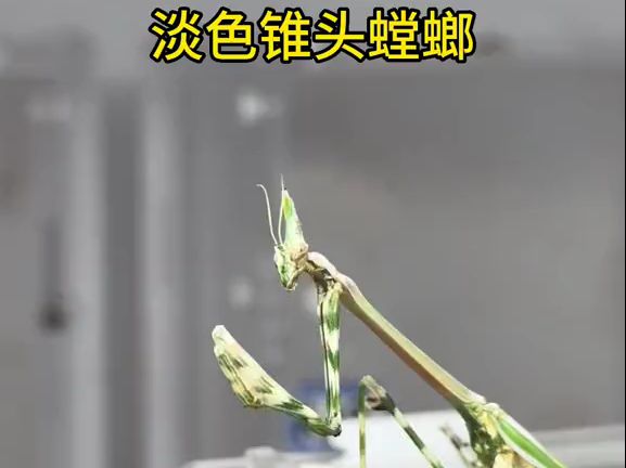 吕布螳螂(淡色锥头螳螂)6l有售私