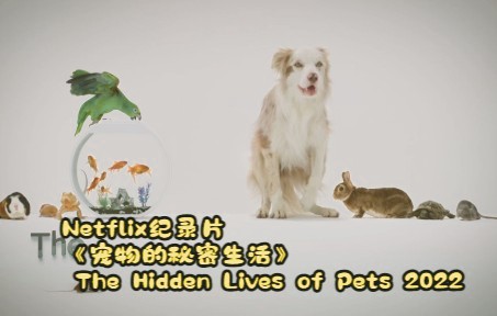 [图]【4K+中文字幕】Netflix纪录片《宠物的秘密生活 The Hidden Lives of Pets 2022》第一集01