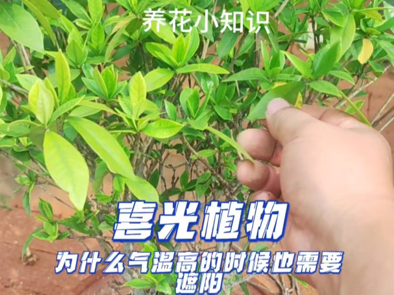 喜光耐晒的植物夏天也需要遮阳哦哔哩哔哩bilibili