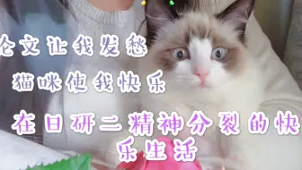 沙雕猫还能要吗 偷喝我的水睡觉还要求开空调 哔哩哔哩 Bilibili