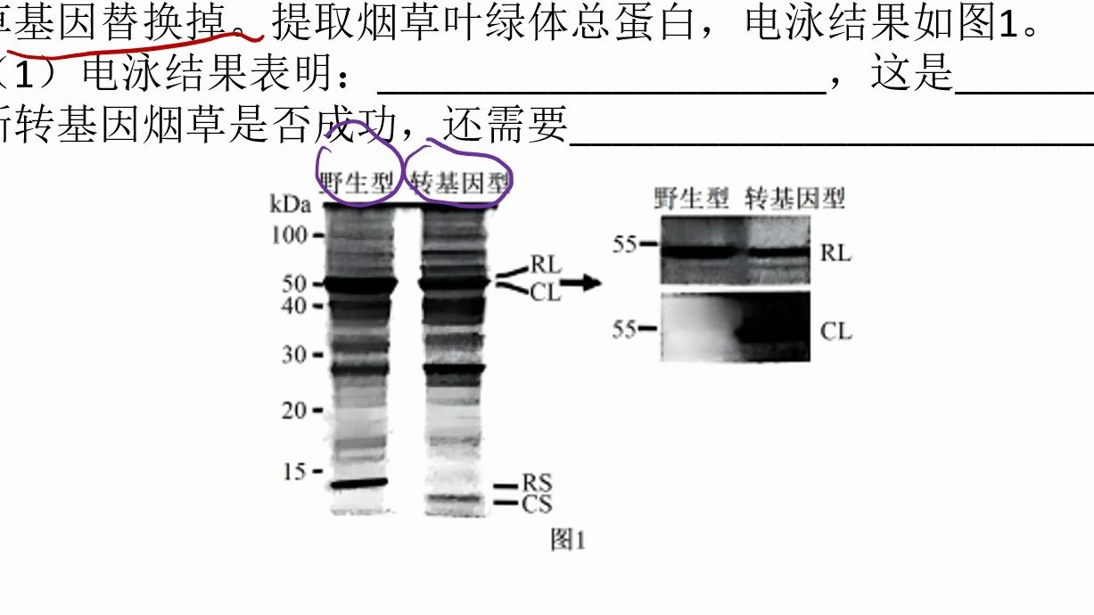 电泳专题3载体检查+探针+蛋白质电泳哔哩哔哩bilibili