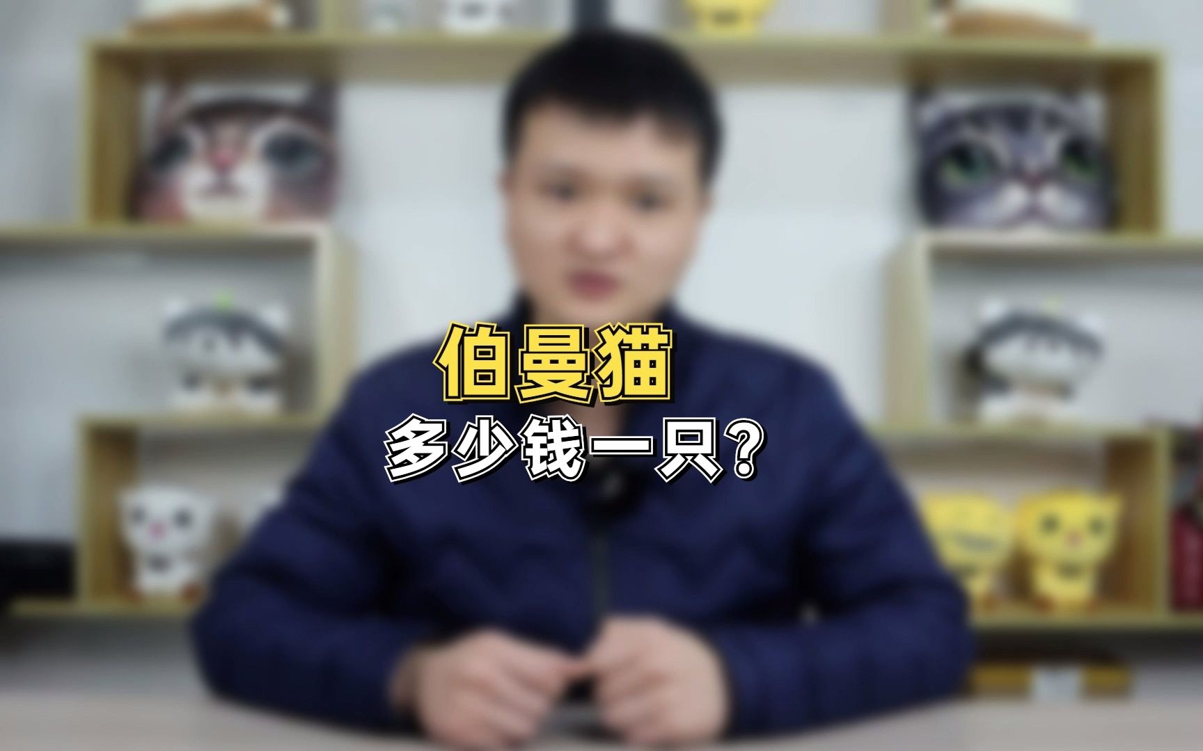 伯曼猫多少钱一只?哔哩哔哩bilibili