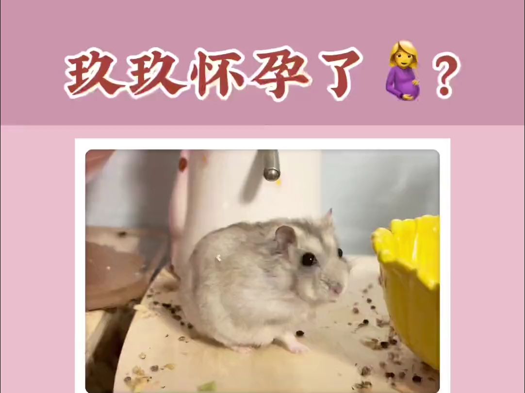 玖玖难道怀孕了?!哔哩哔哩bilibili