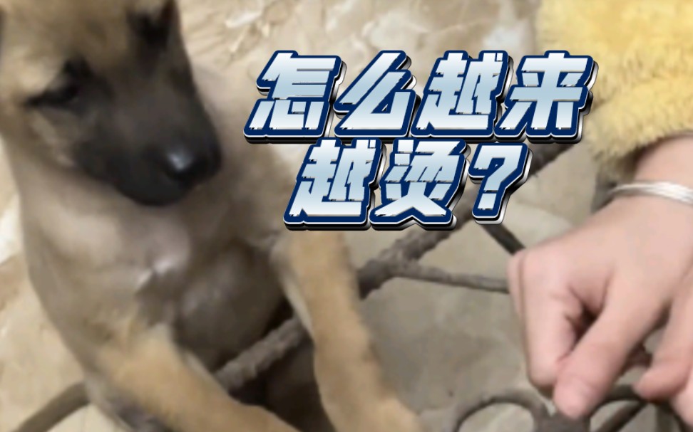 狗:“怪事!我脚都快肿了!两脚兽怎么感觉不到烫呢?”哔哩哔哩bilibili