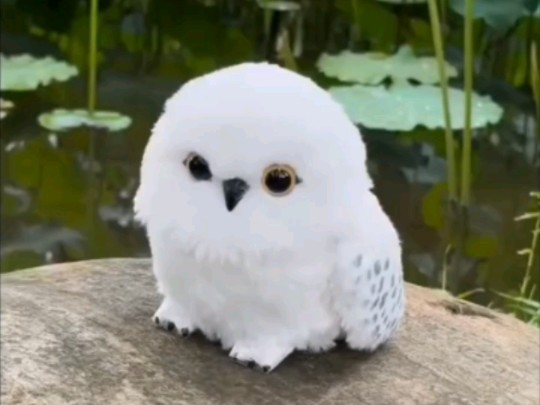 好可爱的幼崽猫头鹰