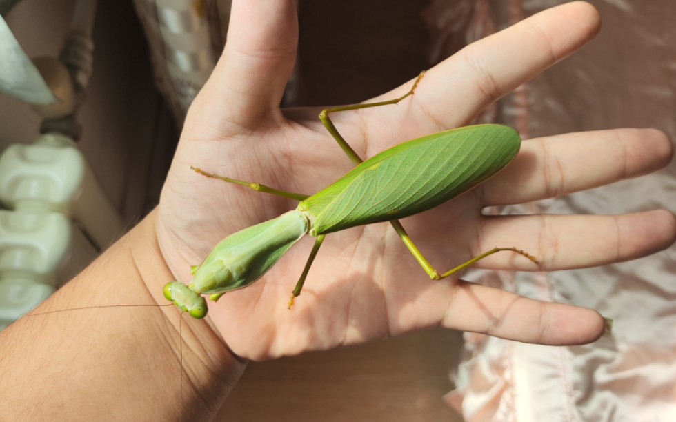 夺嫡菱背螳·玄武门大盾饲养略记(五龄到手开始)