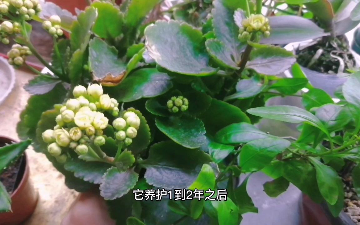 “长寿花”的颜值虽然高,老花匠却很“嫌弃”,原因其实很简单哔哩哔哩bilibili