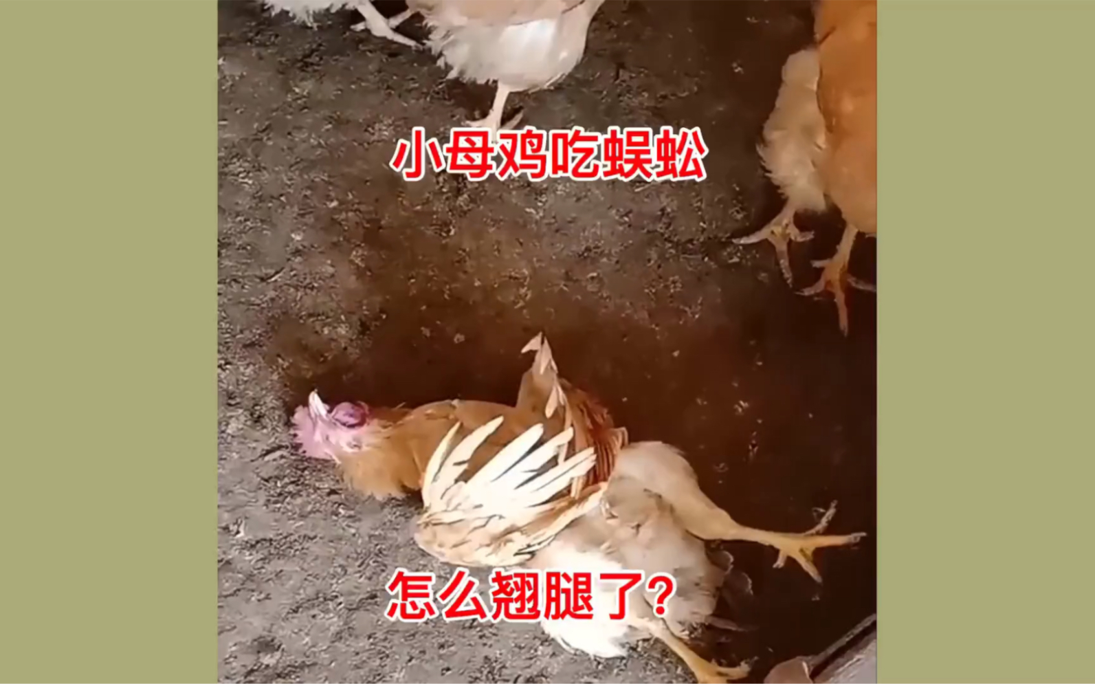 小母鸡吃蜈蚣,怎么翘腿了?