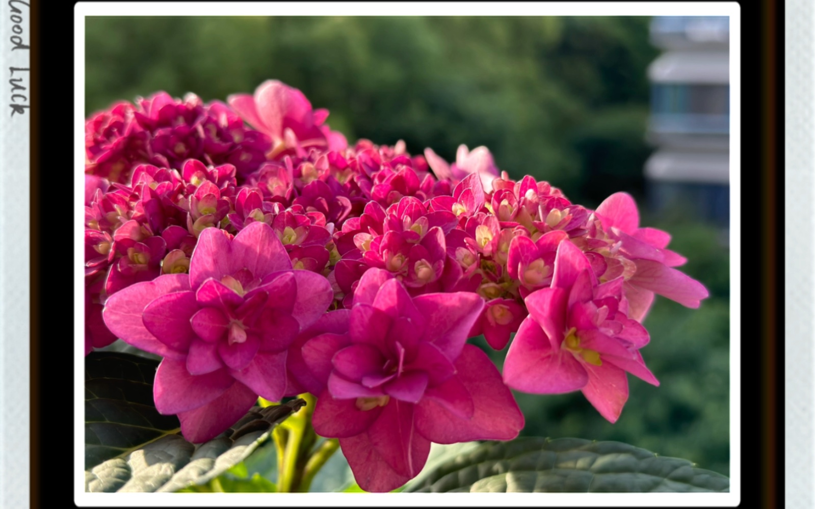 绣球卑弥呼生长全过程(2022年双11海妈家9.9元15cm盆栽苗,收获惊喜!