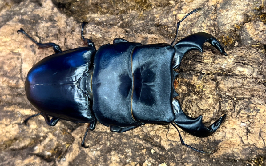 新宠到家,87mm牛头扁锹