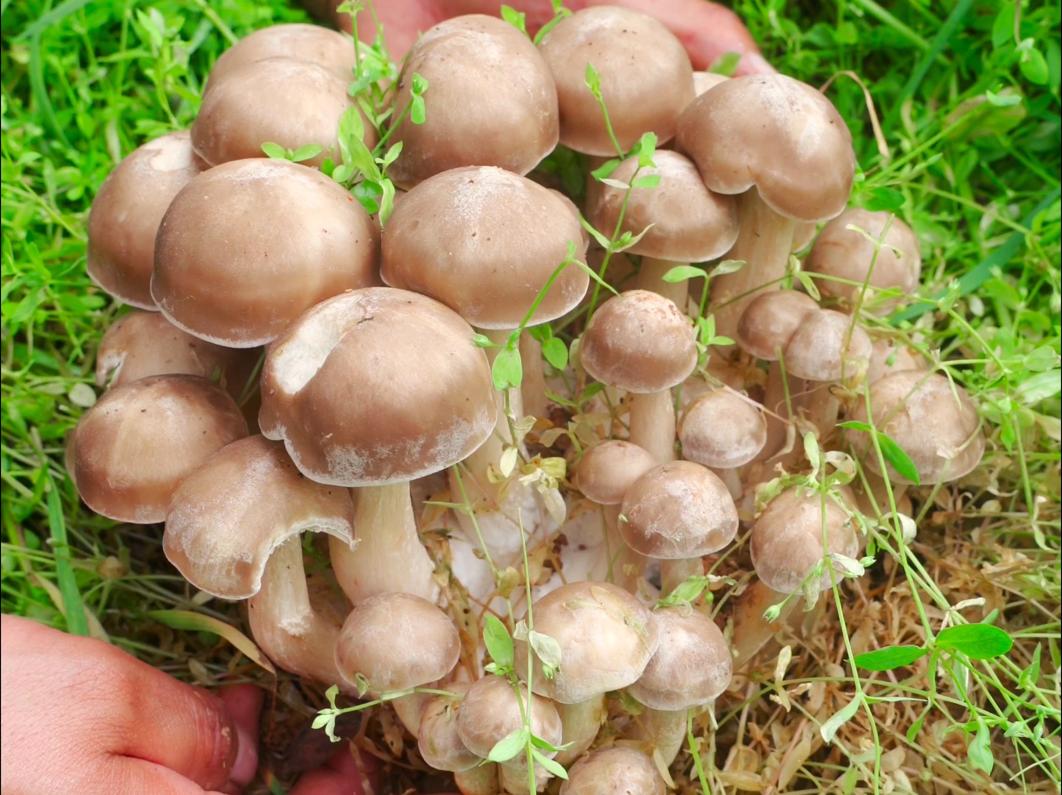 野生鹿茸菌图片图片