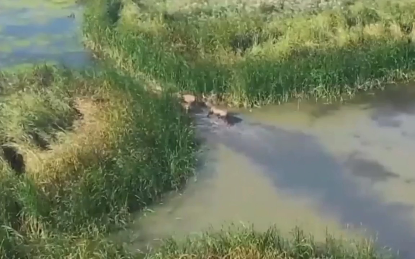 【大美中国】湿地之韵之天津七里海湿地哔哩哔哩bilibili