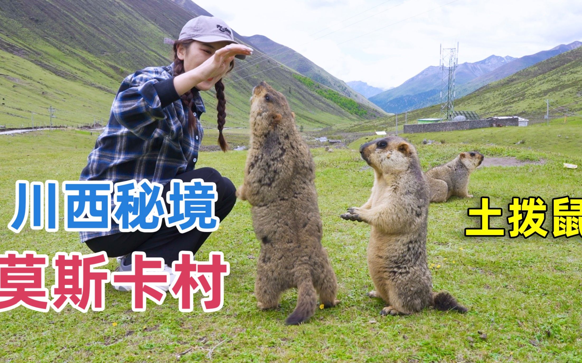 [图]川西海拔4000米的莫斯卡村，村子附近遍地都是土拨鼠，太可爱了！