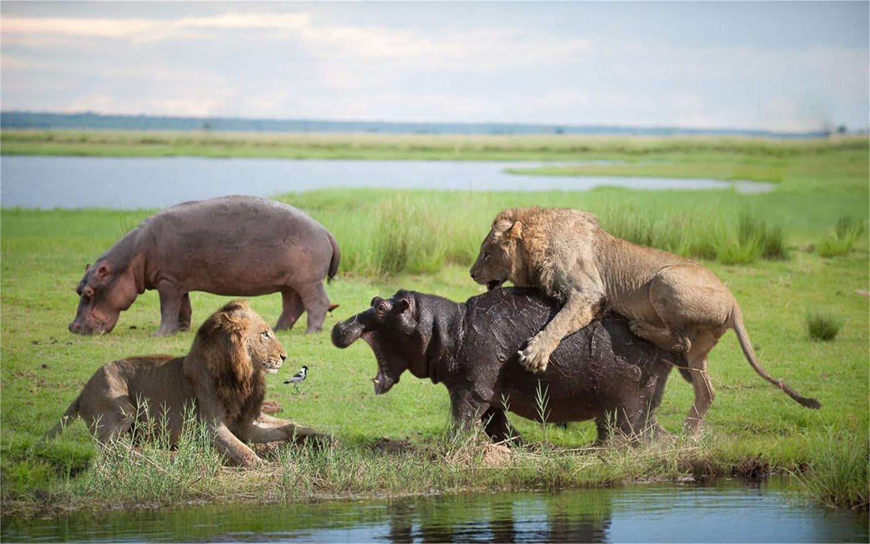 狮子如何成功攻击河马,在强大的动物也有输的时候!