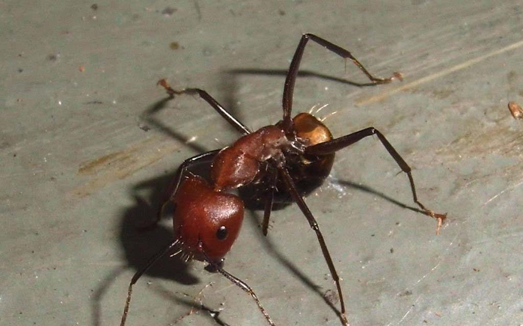 毁木弓背蚁的日常喂食(封面尼克巴)_哔哩哔哩 (゜-゜)つロ 干杯~-bili