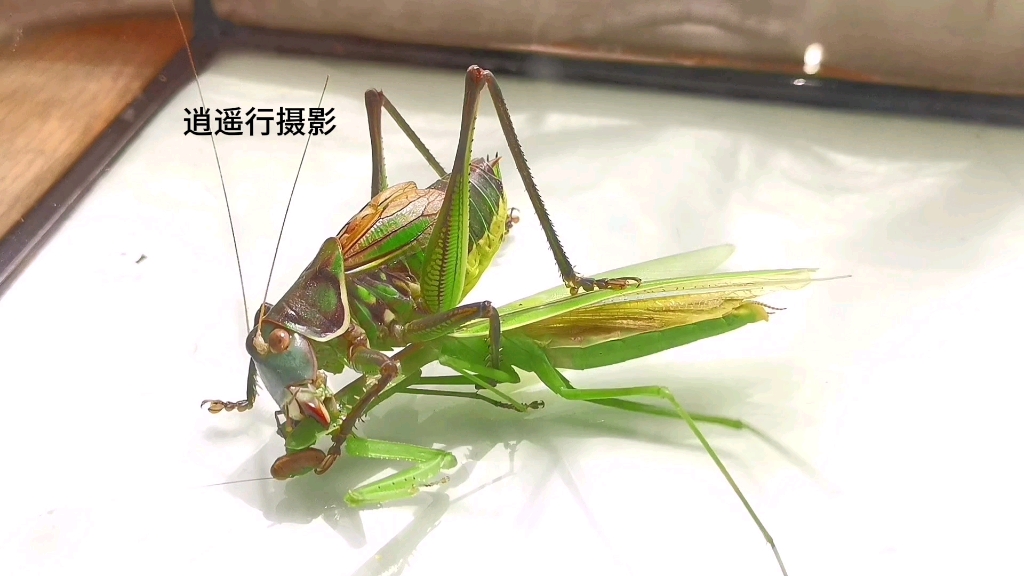 蝈蝈(优雅蝈螽)速杀狭翅大刀螳螂,蝈蝈约5厘米,螳螂9.5厘米.