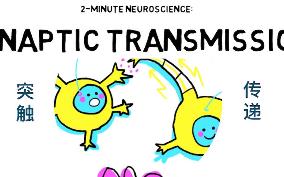【入门必看】两分钟带你认识神经学@突触传递哔哩哔哩bilibili