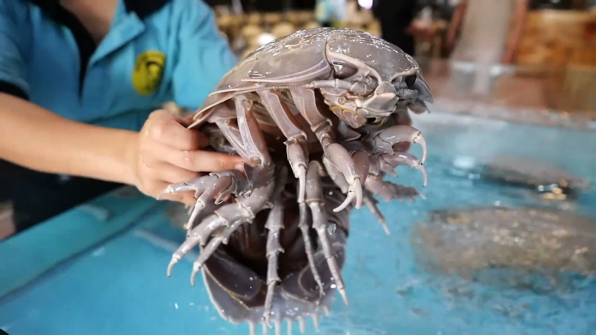 长得像外星生物的皮皮虾,酷似抱脸虫
