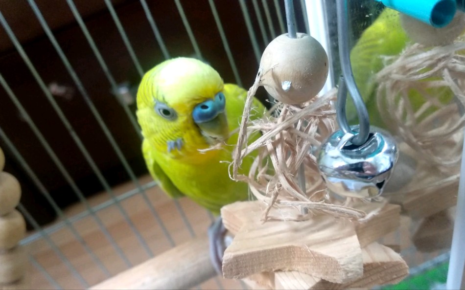 【虎皮鹦鹉】无情铁嘴