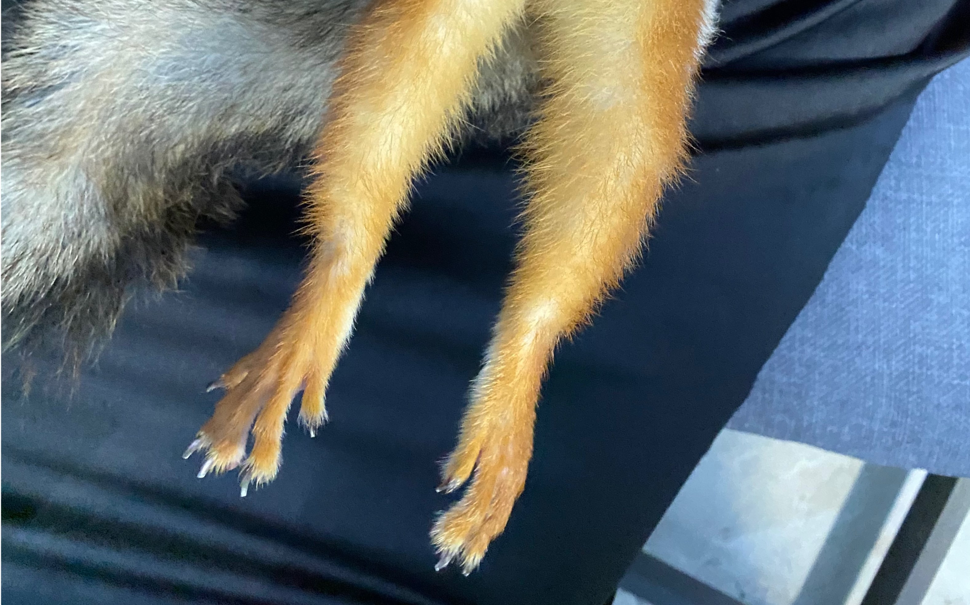 谁家小松鼠睡觉像你这样的 !