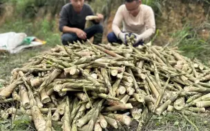 Tải video: 竹林竹笋实在是太多了，多得都拔不完，主要是拔笋声音太好听了