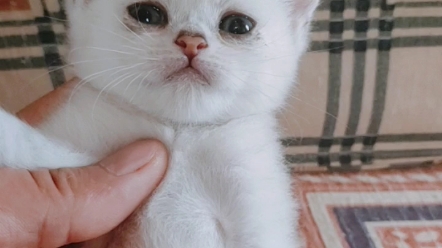 出售极品1000元 银点公猫,眼睛特别大(猫爸发糕,猫妈老油条)白白的,小