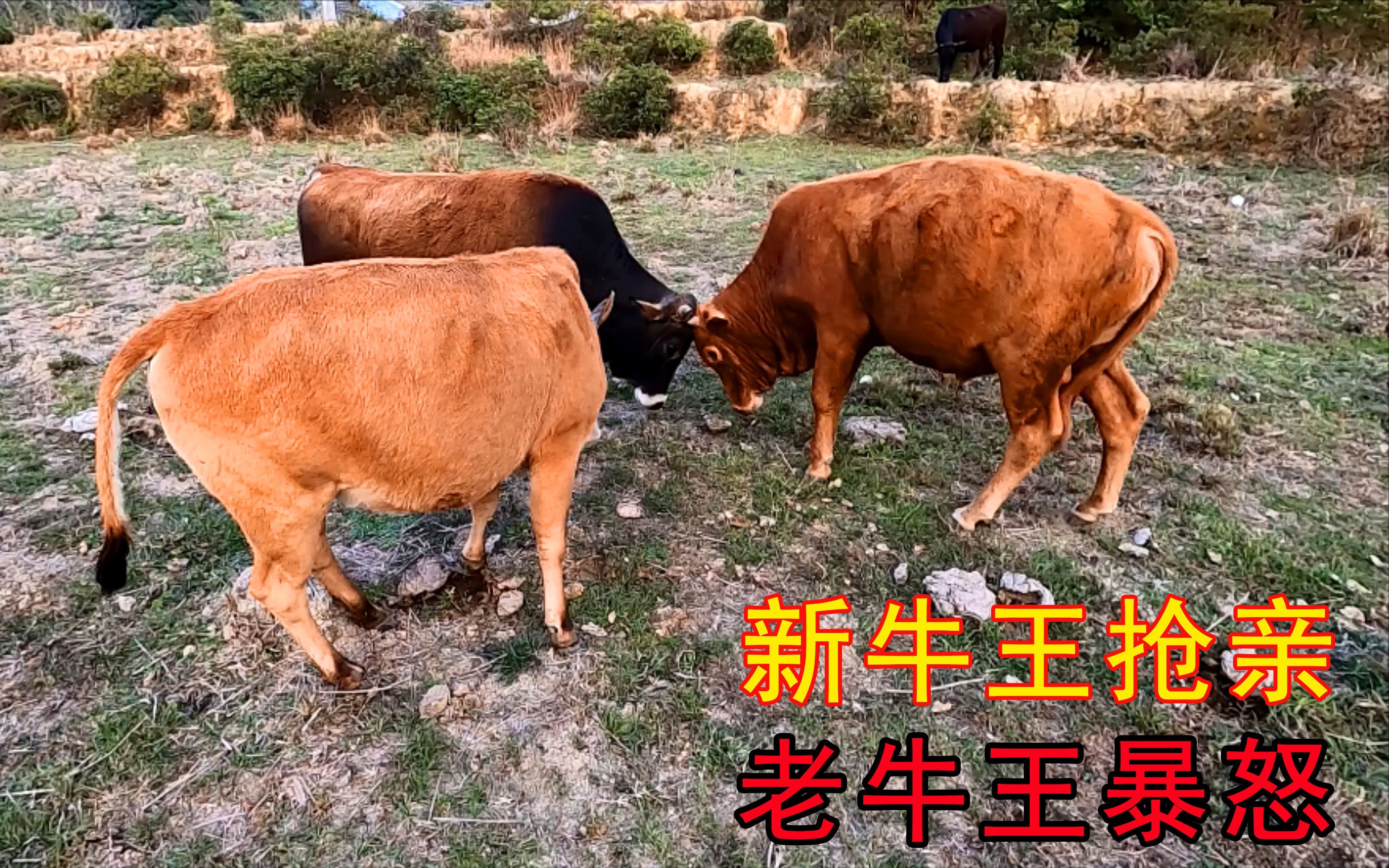 隐居小伙下山抓鱼,罕见牛王抢亲打架决战,上百回合场面无法控制