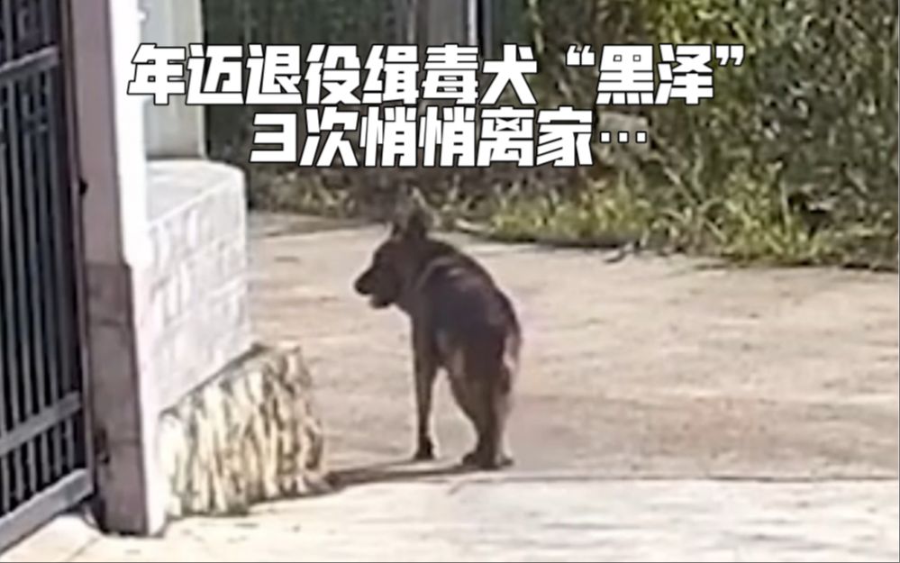 缉毒犬退役后图片