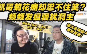 Download Video: 凯哥菊花痛却忍不住笑？频频发瘟骚扰洞主 洞主：建议找根棍子塞里面！