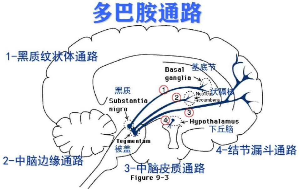 [图]滨州医学院神经生物学 大脑的传导通路的基础结构以及与疾病的关系