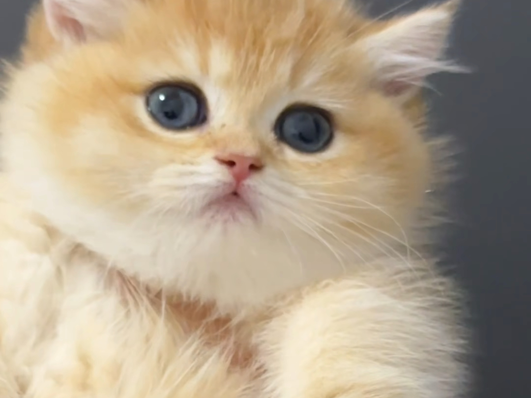 01包子脸金渐层ny11妹妹～93