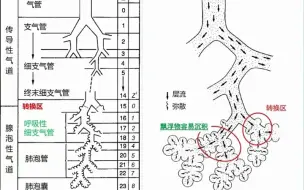 Download Video: 1.胸部影像解剖和高分辨CT入门-胸部影像诊断思维训练营系列2