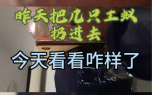 Download Video: 【黑金弓背蚁】被迫自律之第二天又合了19只工蚁进去，死了几只还可以接受