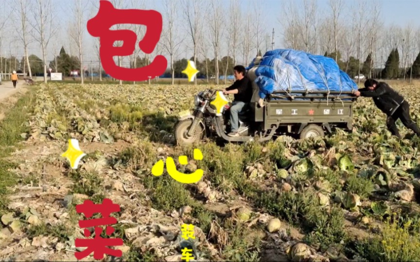 南阳农村大哥到菜地拉包心菜,三轮车能拉2000斤菜?种地大户也累