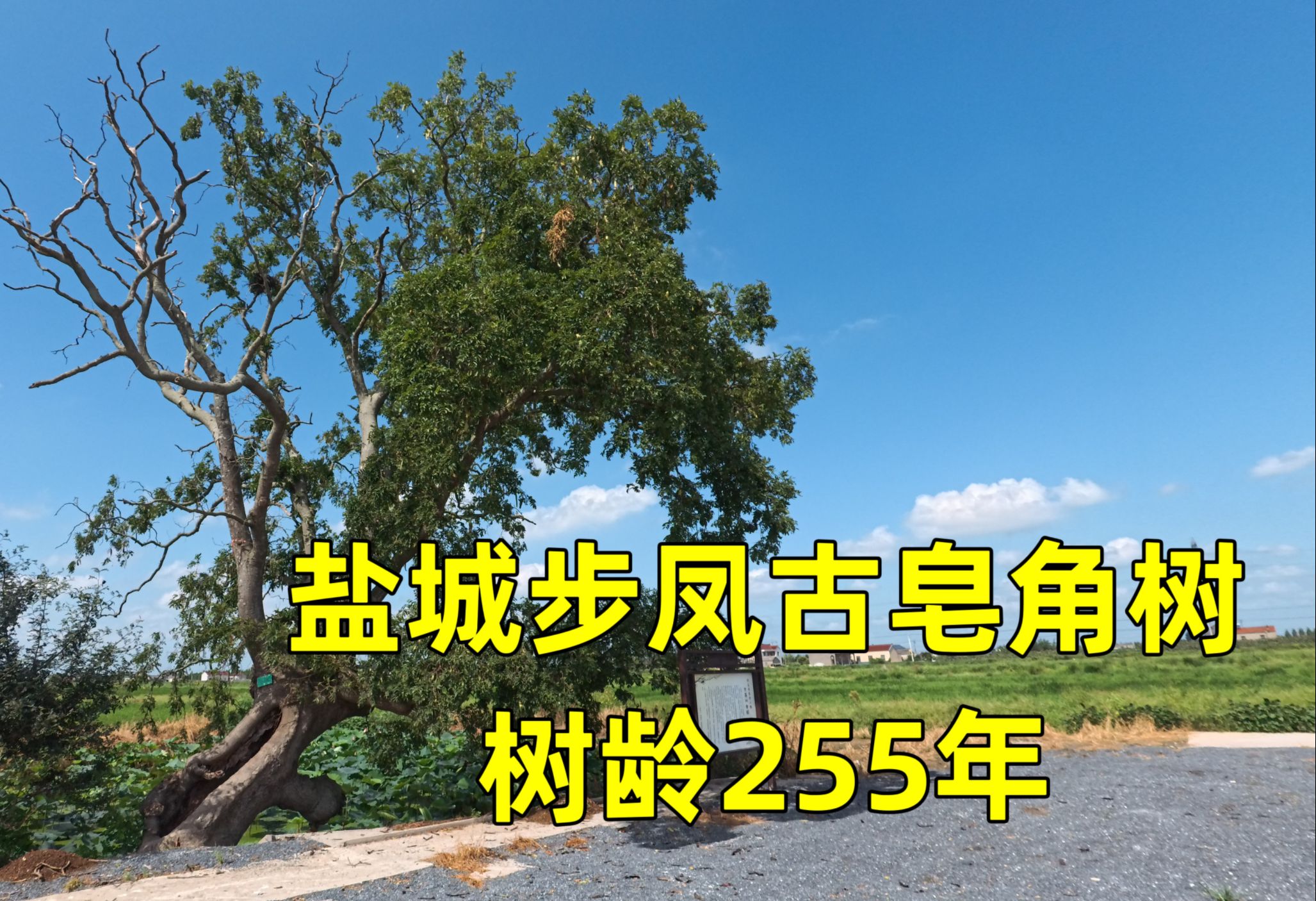 盐城步凤有棵古皂角树已有255年,硕大的树洞成年人可以藏于其中哔哩哔哩bilibili