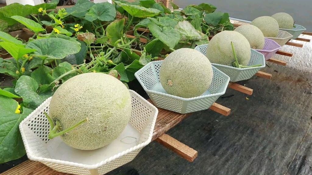 阳台小院别空着,用来种植哈密瓜,轻松实现哈密瓜自由