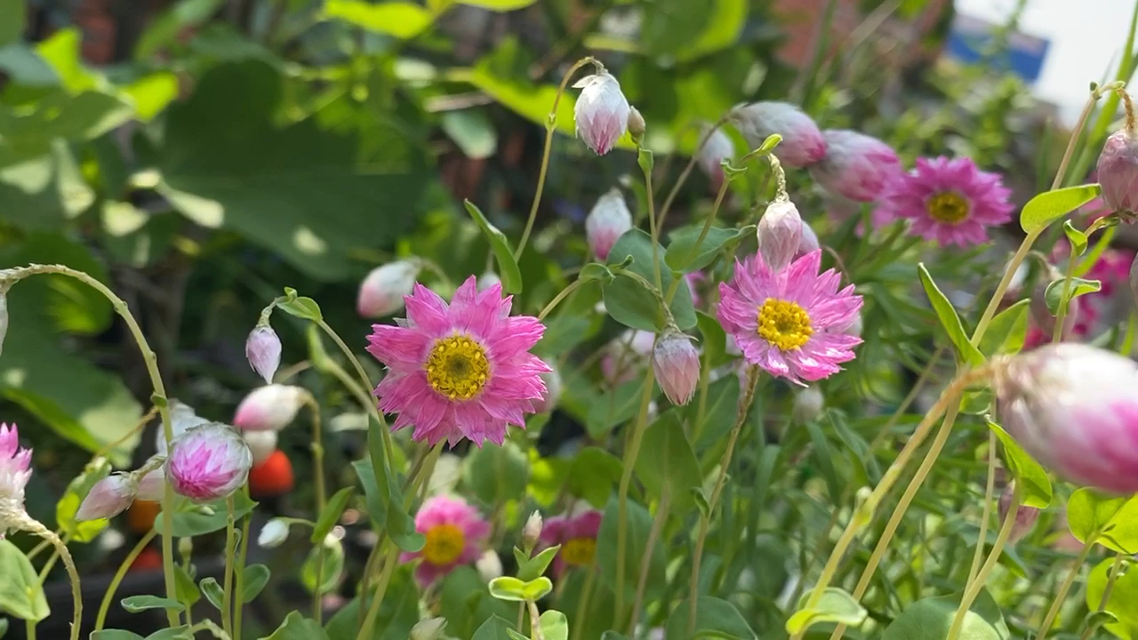 鳞托菊,微风吹拂下,懒懒的阳光下,一片小