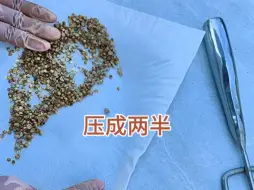 Download Video: 播种香菜