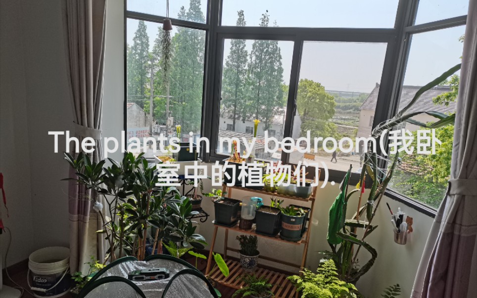 [图]The plants in my bedroom(我卧室中的植物们).