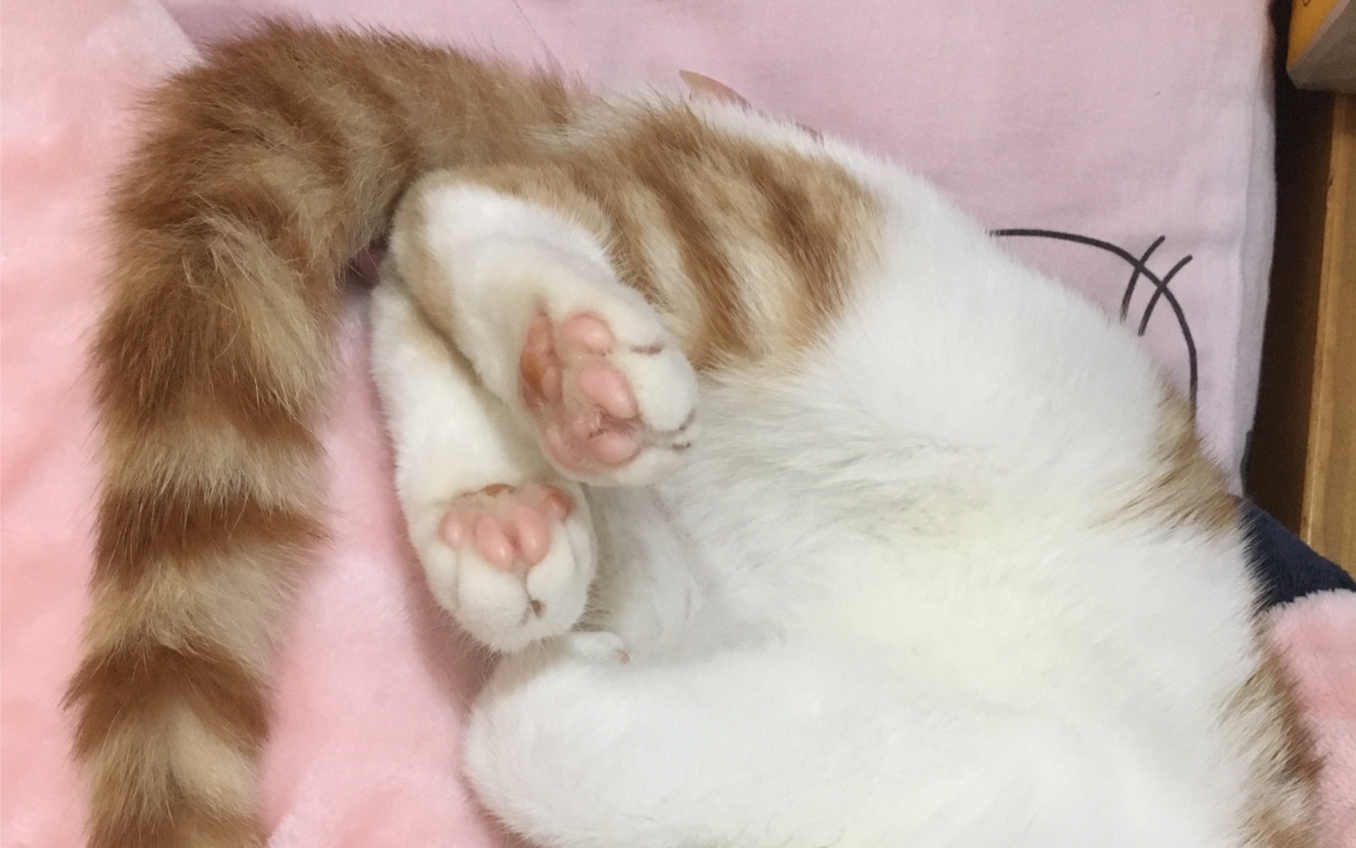 哈哈哈哈一起来捏小猫咪的肉垫吧