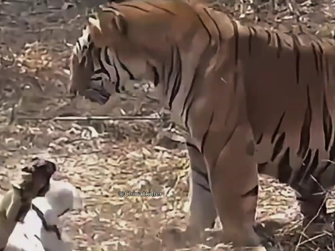 印度班纳加塔,当地主雄虎发现入侵者后双方展开大战,一山不容二虎绝对